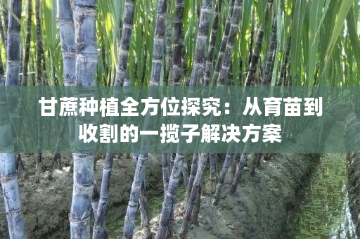 甘蔗种植全方位探究:从育苗到收割的一揽子解决方案 甘蔗种植全方位探究:从育苗到收割的一揽子解决方案