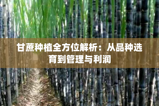 甘蔗种植全方位解析:从品种选育到管理与利润 甘蔗种植全方位解析:从品种选育到管理与利润