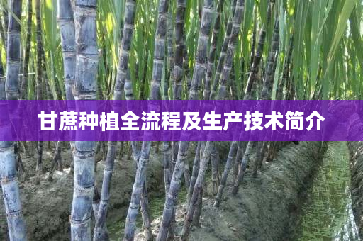 甘蔗种植全流程及生产技术简介 甘蔗种植全流程及生产技术简介