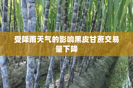 受降雨天气的影响黑皮甘蔗交易量下降 受降雨天气的影响黑皮甘蔗交易量下降