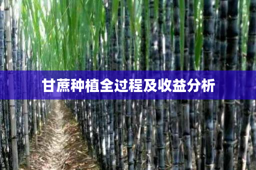 甘蔗种植全过程及收益分析 甘蔗种植全过程及收益分析