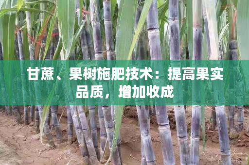 甘蔗、果树施肥技术:提高果实品质,增加收成 甘蔗、果树施肥技术:提高果实品质,增加收成