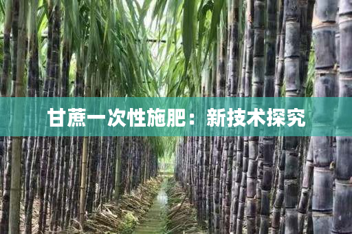 甘蔗一次性施肥:新技术探究 甘蔗一次性施肥:新技术探究