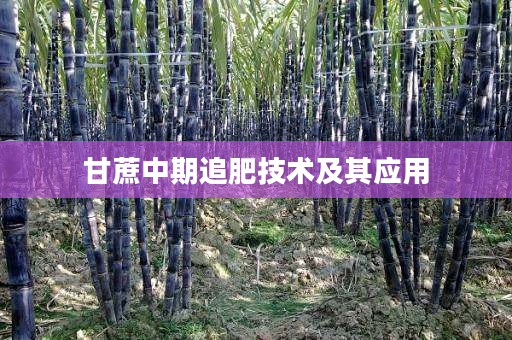 甘蔗中期追肥技术及其应用 甘蔗中期追肥技术及其应用