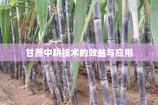 甘蔗中耕技术的效益与应用 甘蔗中耕技术的效益与应用