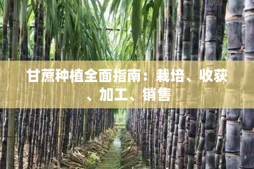 甘蔗种植全面指南:栽培、收获、加工、销售 甘蔗种植全面指南:栽培、收获、加工、销售