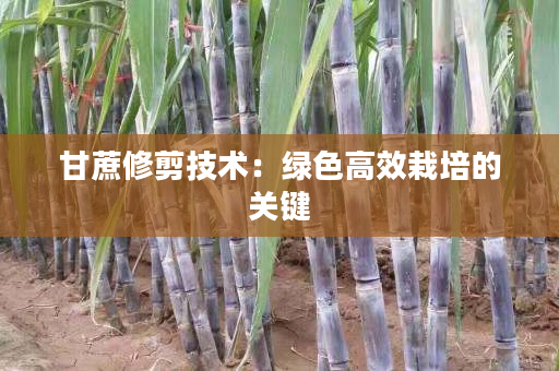 甘蔗修剪技术:绿色高效栽培的关键 甘蔗修剪技术:绿色高效栽培的关键
