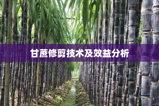 甘蔗修剪技术及效益分析 甘蔗修剪技术及效益分析