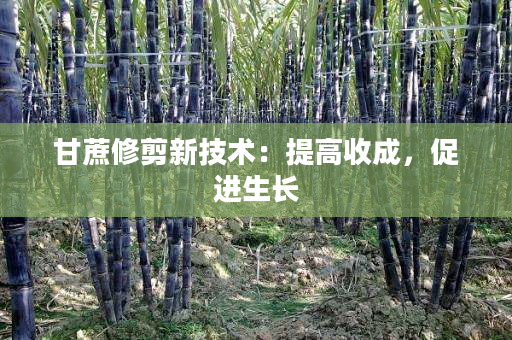 甘蔗修剪新技术:提高收成,促进生长 甘蔗修剪新技术:提高收成,促进生长