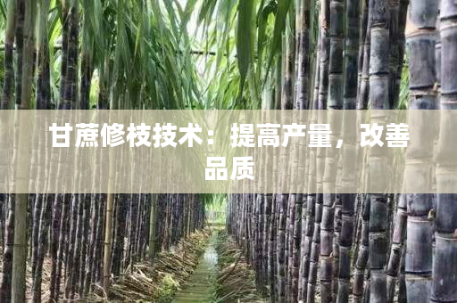 甘蔗修枝技术:提高产量,改善品质 甘蔗修枝技术:提高产量,改善品质