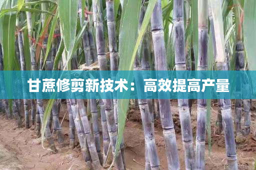 甘蔗修剪新技术:高效提高产量 甘蔗修剪新技术:高效提高产量