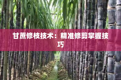 甘蔗修枝技术:精准修剪掌握技巧 甘蔗修枝技术:精准修剪掌握技巧