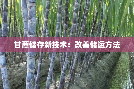 甘蔗储存新技术:改善储运方法 甘蔗储存新技术:改善储运方法