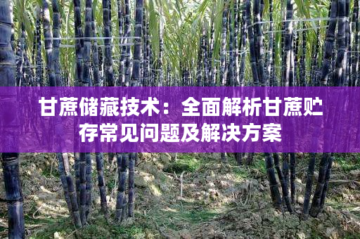 甘蔗储藏技术:全面解析甘蔗贮存常见问题及解决方案 甘蔗储藏技术:全面解析甘蔗贮存常见问题及解决方案