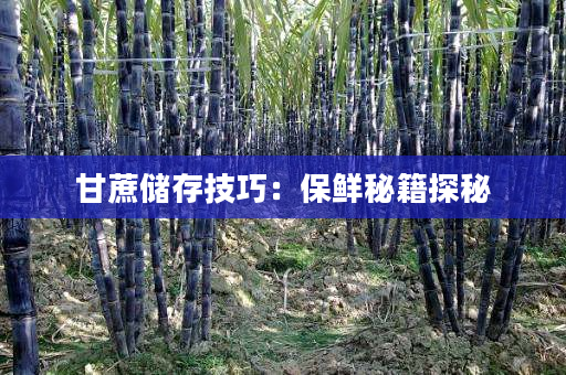 甘蔗储存技巧:保鲜秘籍探秘 甘蔗储存技巧:保鲜秘籍探秘