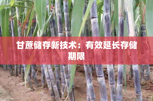 甘蔗储存新技术:有效延长存储期限 甘蔗储存新技术:有效延长存储期限