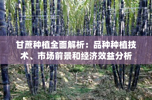 甘蔗种植全面解析:品种种植技术、市场前景和经济效益分析 甘蔗种植全面解析:品种种植技术、市场前景和经济效益分析