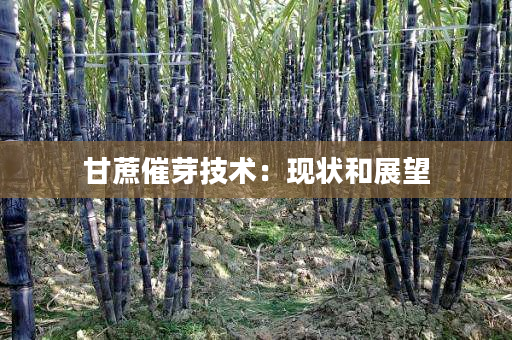 甘蔗催芽技术:现状和展望 甘蔗催芽技术:现状和展望