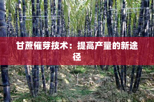 甘蔗催芽技术:提高产量的新途径 甘蔗催芽技术:提高产量的新途径