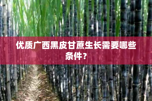 优质广西黑皮甘蔗生长需要哪些条件? 优质广西黑皮甘蔗生长需要哪些条件?