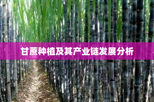 甘蔗种植及其产业链发展分析 甘蔗种植及其产业链发展分析