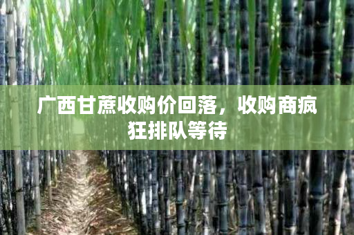 广西甘蔗收购价回落,收购商疯狂排队等待 广西甘蔗收购价回落,收购商疯狂排队等待