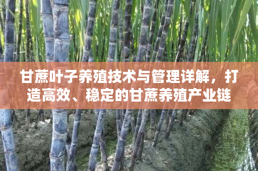 甘蔗叶子养殖技术与管理详解,打造高效、稳定的甘蔗养殖产业链 甘蔗叶子养殖技术与管理详解,打造高效、稳定的甘蔗养殖产业链