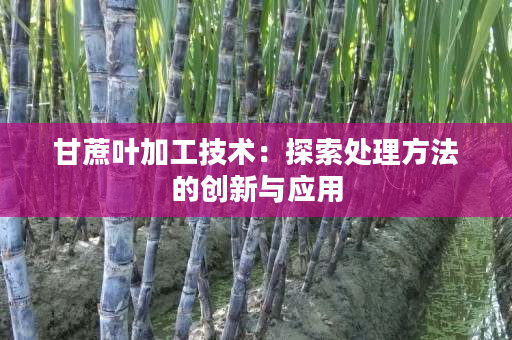 甘蔗叶加工技术:探索处理方法的创新与应用 甘蔗叶加工技术:探索处理方法的创新与应用
