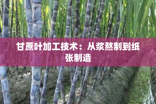 甘蔗叶加工技术:从浆熬制到纸张制造 甘蔗叶加工技术:从浆熬制到纸张制造
