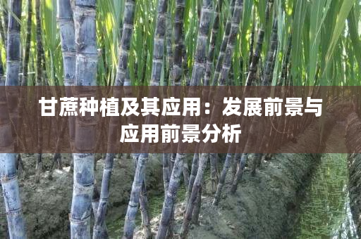 甘蔗种植及其应用:发展前景与应用前景分析 甘蔗种植及其应用:发展前景与应用前景分析