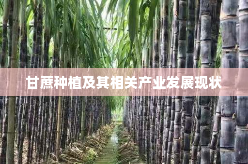 甘蔗种植及其相关产业发展现状 甘蔗种植及其相关产业发展现状