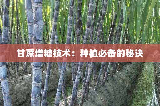 甘蔗增糖技术:种植必备的秘诀 甘蔗增糖技术:种植必备的秘诀