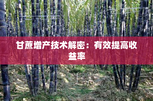 甘蔗增产技术解密:有效提高收益率 甘蔗增产技术解密:有效提高收益率