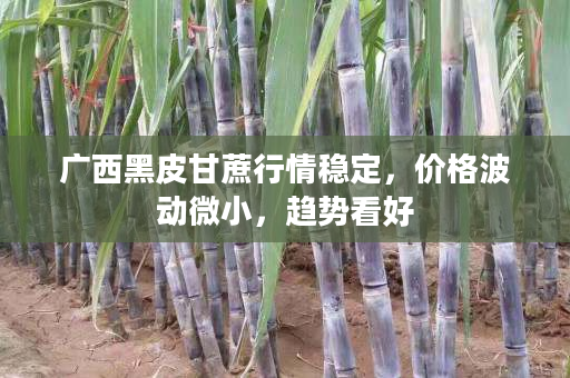 广西黑皮甘蔗行情稳定,价格波动微小,趋势看好 广西黑皮甘蔗行情稳定,价格波动微小,趋势看好