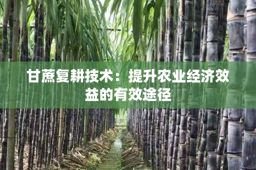 甘蔗复耕技术:提升农业经济效益的有效途径 甘蔗复耕技术:提升农业经济效益的有效途径