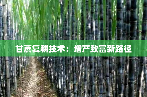 甘蔗复耕技术:增产致富新路径 甘蔗复耕技术:增产致富新路径