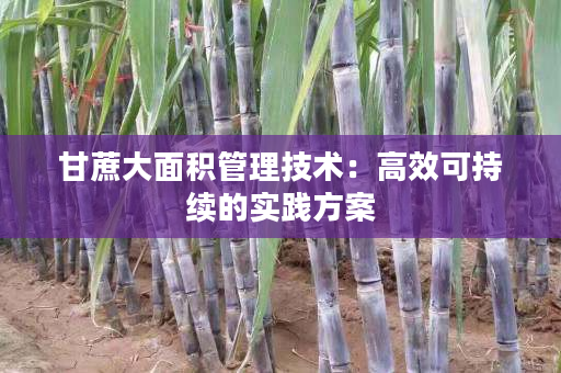 甘蔗大面积管理技术:高效可持续的实践方案 甘蔗大面积管理技术:高效可持续的实践方案