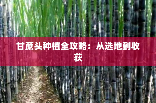 甘蔗头种植全攻略:从选地到收获 甘蔗头种植全攻略:从选地到收获
