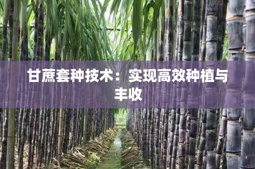甘蔗套种技术:实现高效种植与丰收 甘蔗套种技术:实现高效种植与丰收
