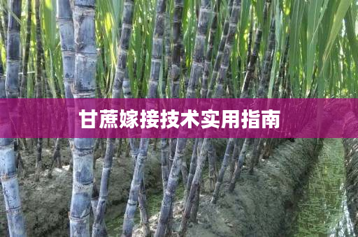 甘蔗嫁接技术实用指南 甘蔗嫁接技术实用指南