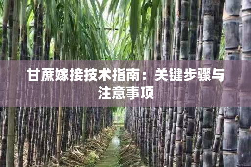 甘蔗嫁接技术指南:关键步骤与注意事项 甘蔗嫁接技术指南:关键步骤与注意事项
