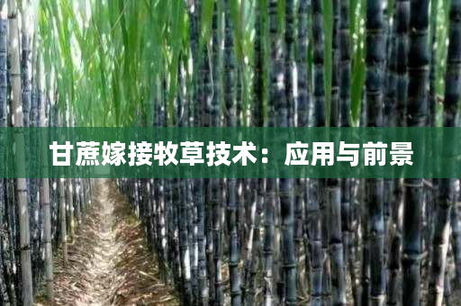 甘蔗嫁接牧草技术:应用与前景 甘蔗嫁接牧草技术:应用与前景