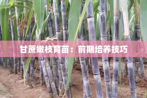 甘蔗嫩枝育苗:前期培养技巧 甘蔗嫩枝育苗:前期培养技巧