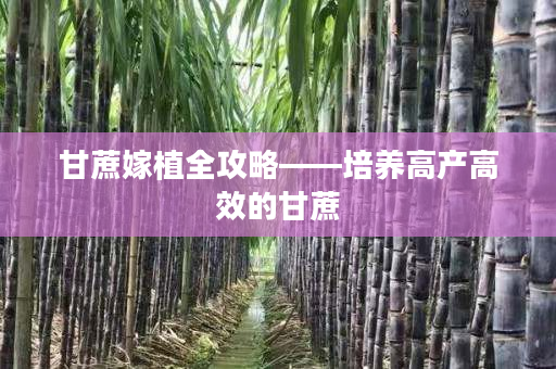 甘蔗嫁植全攻略——培养高产高效的甘蔗 甘蔗嫁植全攻略——培养高产高效的甘蔗