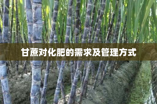 甘蔗对化肥的需求及管理方式 甘蔗对化肥的需求及管理方式