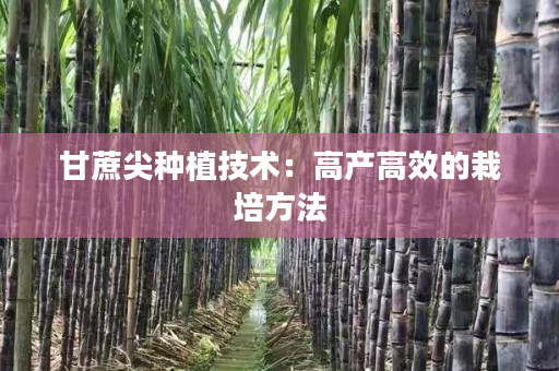 甘蔗尖种植技术:高产高效的栽培方法 甘蔗尖种植技术:高产高效的栽培方法