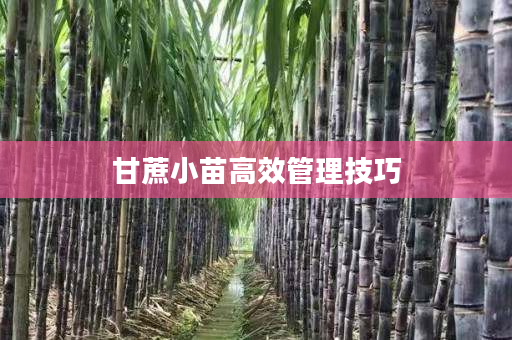 甘蔗小苗高效管理技巧 甘蔗小苗高效管理技巧