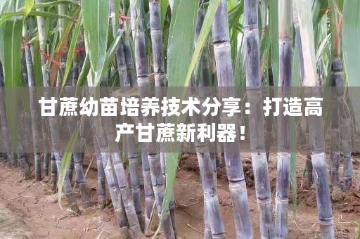 甘蔗幼苗培养技术分享:打造高产甘蔗新利器! 甘蔗幼苗培养技术分享:打造高产甘蔗新利器!