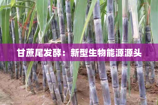 甘蔗尾发酵:新型生物能源源头 甘蔗尾发酵:新型生物能源源头