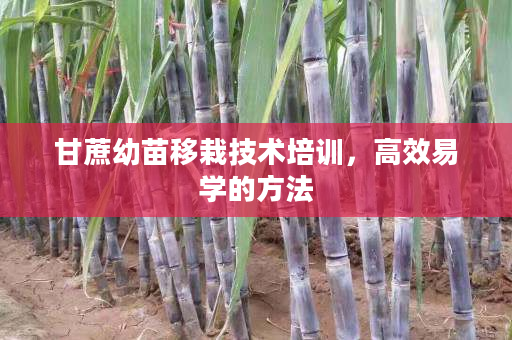 甘蔗幼苗移栽技术培训,高效易学的方法 甘蔗幼苗移栽技术培训,高效易学的方法
